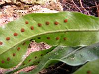 Pleopeltis Percussa (fam Polydiacees) (Am tropicale) (3) (Photo F. Mrugala)